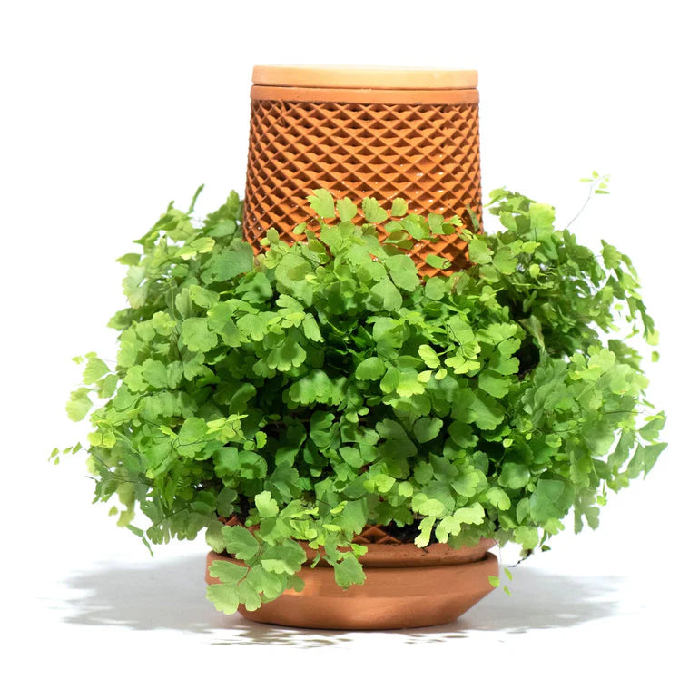 TEVAPLANTER – Saga tlv