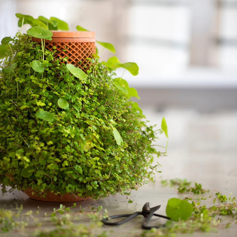 kickstarter planter pot TEVAPLANTER – Saga tlv