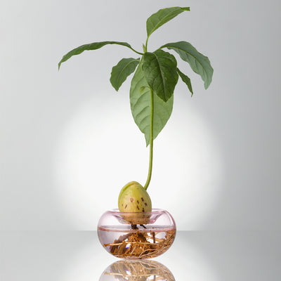 Avocado planter - clear