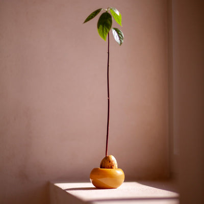 Avocado planter - green